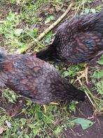 barnevelder dubbel gezoomd, Dieren en Toebehoren, Pluimvee