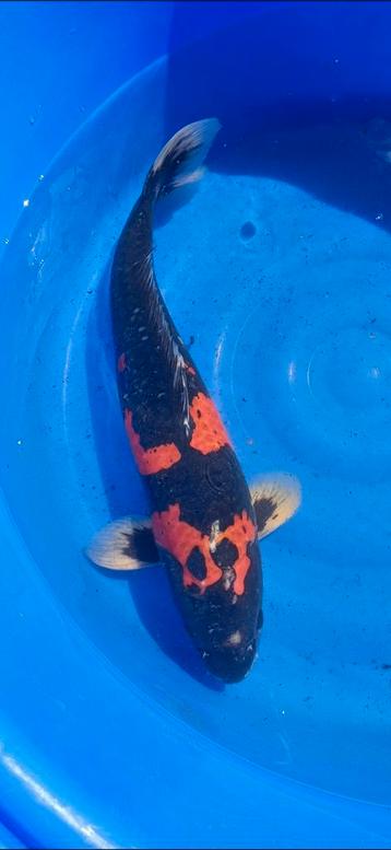 (33) Koi / Koi karper -  Goshiki 57 cm. beschikbaar voor biedingen