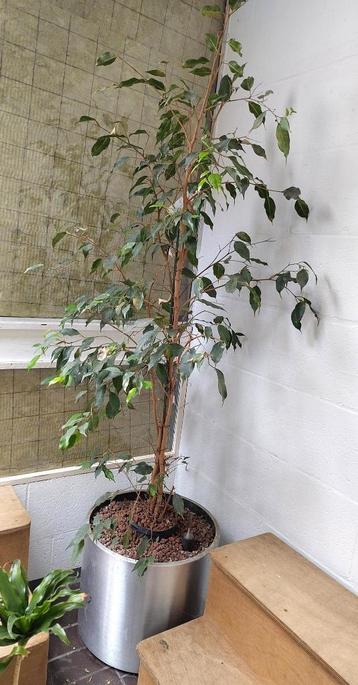 Ficus Benjamina plant boom in pot op hydrocultuur beschikbaar voor biedingen