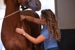 Sportmassage voor Paarden – omgeving Zutphen (20–30 km), Dieren en Toebehoren, Stalling en Weidegang