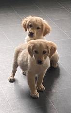 Prachtige GOLDEN RETRIEVER pups - reutjes, Nederland, Reu, 8 tot 15 weken, Meerdere
