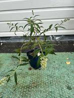 Mini vlinderstruik, Ophalen, Zomer, Overige soorten, Volle zon