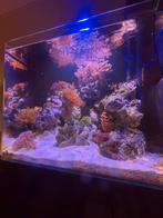 BlueMarine 90 zeeaquarium compleet geautomatiseerd krasvrij, Dieren en Toebehoren, Ophalen, Zo goed als nieuw, Leeg aquarium