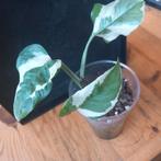 epipremnum n Joy stek nr 70, Huis en Inrichting, Kamerplanten, Ophalen of Verzenden, Halfschaduw, Minder dan 100 cm