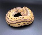 1.0 Pastel Orange Dream Jungle Woma Clown ball python regius, Dieren en Toebehoren, Reptielen en Amfibieën, Slang, Tam, 0 tot 2 jaar