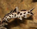 11x Volwassen Synodontis polli White Zambia, Dieren en Toebehoren, Vissen | Aquariumvissen