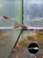 Poecilia reticulata full platinum albino guppy, Vis, Zoetwatervis
