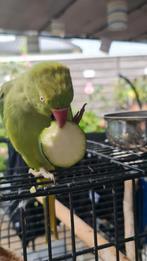 halsbandparkiet, Dieren en Toebehoren, Vogels | Parkieten en Papegaaien