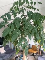 Kamperplantboom, HeteropanaxChinensis(190cm)Terracotta pot, Huis en Inrichting, Kamerplanten, Ophalen