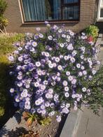 Vaste plant herfstaster stekjes, Tuin en Terras, Planten | Tuinplanten, Ophalen of Verzenden, Herfst, Bodembedekkers, Volle zon