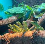 ctenosaura pectinata pied nk 2025/2026 laatste stuks!!, Dieren en Toebehoren, Slang, 0 tot 2 jaar