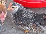 4 serama kriel haantjes, Dieren en Toebehoren, Pluimvee, Mannelijk, Kip