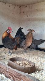 Koppel Hollandse kriel, Dieren en Toebehoren, Pluimvee, Meerdere dieren, Kip