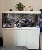 Aqualantis Volga 240 wit, Dieren en Toebehoren, Vissen | Aquaria en Toebehoren, Ophalen, Gebruikt, Gevuld zoetwateraquarium