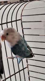 Een Mooie agapornis, Dieren en Toebehoren, Vogels | Parkieten en Papegaaien, Geslacht onbekend, Dwergpapegaai of Agapornis