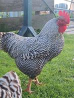 Lieve amrock KRIEL haan, Dieren en Toebehoren, Pluimvee, Mannelijk, Kip