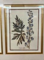 Botanische prenten in gouden lijst, Ophalen