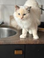Ragdoll ( stamboom), Dieren en Toebehoren, Katten en Kittens | Raskatten | Langhaar, Poes
