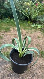 Surinaamse Agave Vivipara, Tuin en Terras, Planten | Tuinplanten, Volle zon, Vaste plant, Bloeit niet, Ophalen