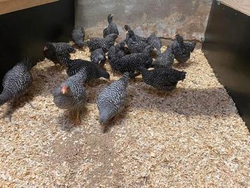 Amrock kriel en barnevelder kriel  beschikbaar voor biedingen