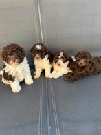 Allermooiste Dwergpoedel puppy’s, Dieren en Toebehoren, Honden | Chihuahua's en Gezelschapshonden, Poedel, 8 tot 15 weken, Meerdere