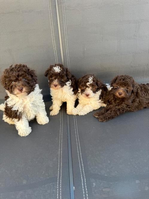 Allermooiste Dwergpoedel puppy’s, Dieren en Toebehoren, Honden | Chihuahua's en Gezelschapshonden, Meerdere dieren, Poedel, Particulier