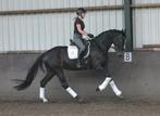 Brave 4 jarige merrie v. Damsey, Merrie, B, Dressuurpaard, 3 tot 6 jaar