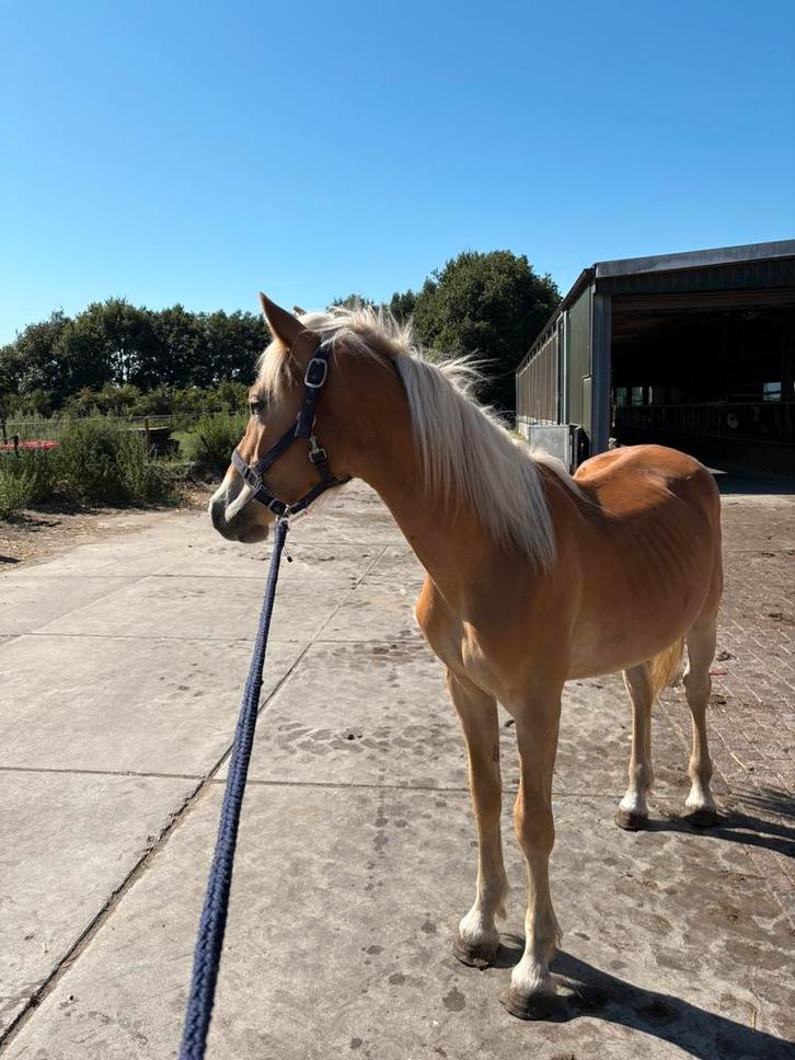 Verzorger gezocht voor deze knappe 1,5 jarige haflinger, Dieren en Toebehoren, Paarden en Pony's | Verzorgingsproducten, Ophalen of Verzenden