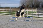 Mooie brede irish cob, Merrie, Zadelmak, 3 tot 6 jaar, C pony (1.27m tot 1.37m)
