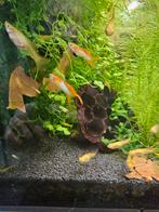 Guppen japan blue dubble red sword tail, Dieren en Toebehoren, Vissen | Aquariumvissen, Vis