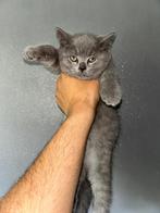 Raszuivel Britse Korthaar moederpoes / kittens te koop, Dieren en Toebehoren, Katten en Kittens | Raskatten | Korthaar, Meerdere dieren