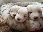 Coton de Tulear pups, Nederland, Overige rassen, Meerdere, Meerdere dieren