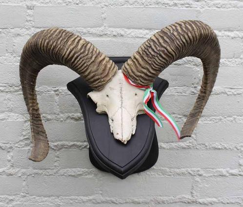 Schedel middelgrote MOEFLON RAM op dubbel eikenhouten schild, Verzamelen, Dierenverzamelingen, Gebruikt, Schedel, Wild dier, Ophalen of Verzenden