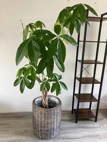 Pachira aquatica (geldboom)  185 cm hoog beschikbaar voor biedingen