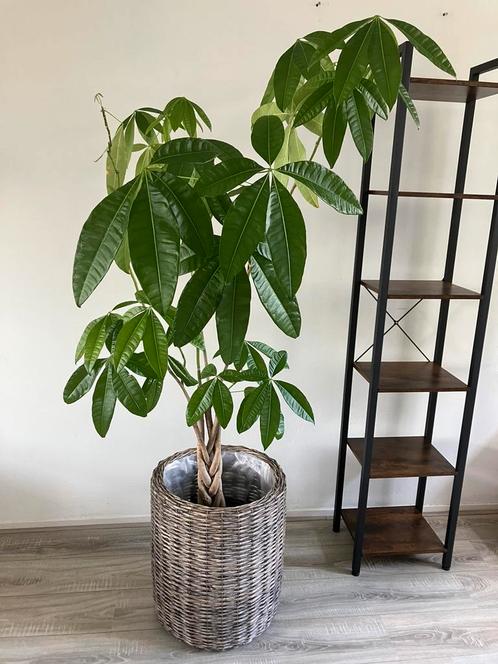 Pachira aquatica (geldboom)  185 cm hoog, Huis en Inrichting, Kamerplanten, Overige soorten, 150 tot 200 cm, Ophalen