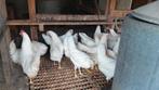 Witte leghorn leghennen 21 week, Dieren en Toebehoren, Pluimvee, Vrouwelijk, Kip