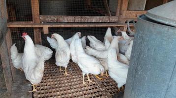 Witte leghorn leghennen 21 week beschikbaar voor biedingen
