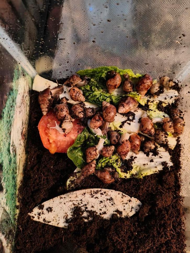 Reuze slakken, Dieren en Toebehoren, Reptielen en Amfibieën, Overige soorten, 0 tot 2 jaar