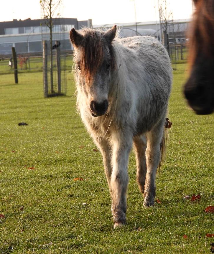 Mido van Albershoeve NMPRS zoekt een goed thuis!, Dieren en Toebehoren, Paarden en Pony's | Dekhengsten en Fokmerries, Hengst