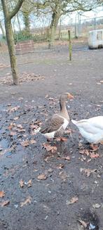te koop gans bont gent, Dieren en Toebehoren, Mannelijk, Gans of Zwaan