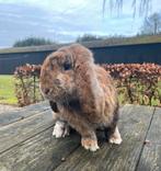 Raszuivere franse hangoor ram, gevaccineerd, Dieren en Toebehoren, Konijnen, Mannelijk, Groot, Hangoor, 0 tot 2 jaar