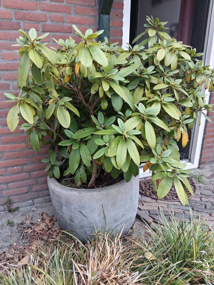 Prachtige grote betonnen plantenpot met rododendron, Tuin en Terras, Bloembakken en Plantenbakken, Minder dan 60 cm, Rond, Ophalen