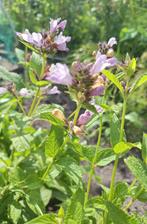 Nepeta subsesilis ' Sweet Dreams' zaden, Tuin en Terras, Ophalen of Verzenden, Volle zon