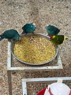 Koppels Kakariki, Meerdere dieren, Parkiet