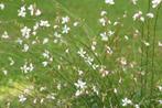 Prachtkaars - Gaura zaden, Ophalen of Verzenden, Voorjaar, Volle zon, Zaad