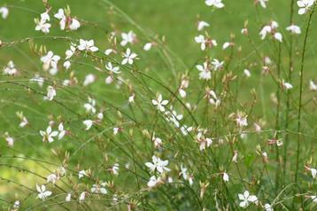 Prachtkaars - Gaura beschikbaar voor biedingen