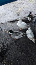 Kruising kwaker eenden, Meerdere dieren, Eend