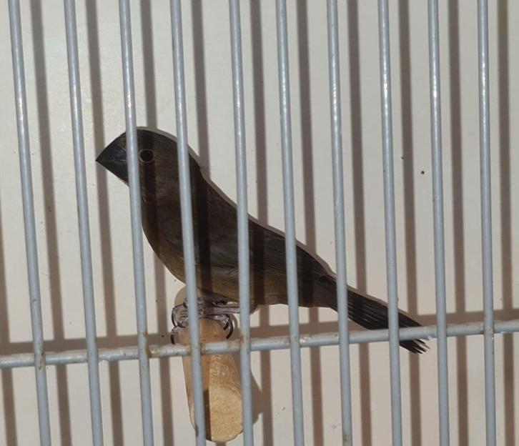 Te koop twa twa vogels, Dieren en Toebehoren, Vogels | Overige Vogels, Meerdere dieren, Geringd