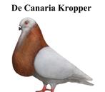 Gezocht canarie kroppers