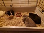 Leuke hangoor konijntjes., Dieren en Toebehoren, Konijnen, Meerdere dieren, Dwerg, Hangoor
